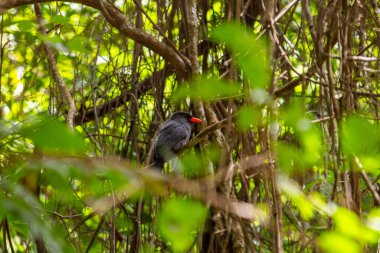 Ormanın ortasındaki bir ağaç dalına tünemiş bir kuş. 