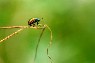 Çalılığın dalındaki güzel metalik bir böcek. Krisokus auratus. Bulanık arkaplanlı.