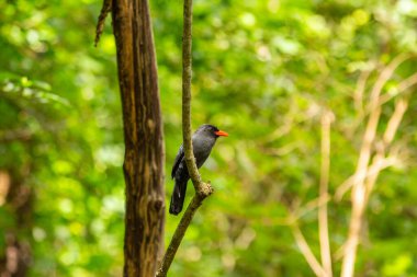 Ormanın ortasındaki bir ağaç dalına tünemiş bir kuş. 