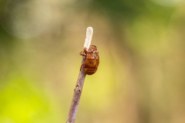 Terk edilmiş ağustos böceği kabuğu. Chitinous coskeleton of cicada. Kuru dala bağlı Exuvia.