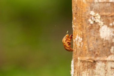 Ağustosböceğinin ayrıntıları bir ağaç gövdesine çivilenmiş. Terk edilmiş ağustos böceği kabuğu. Ağustosböceğinin Chitinous dış iskeleti.