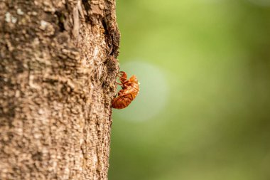 Ağustosböceğinin ayrıntıları bir ağaç gövdesine çivilenmiş. Terk edilmiş ağustos böceği kabuğu. Ağustosböceğinin Chitinous dış iskeleti.