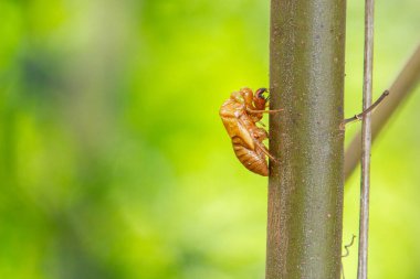 Abandoned cicada shell. Chitinous exoskeleton of cicada. Exuvia attached to a tree branch. clipart