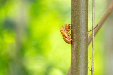 Terk edilmiş ağustos böceği kabuğu. Chitinous coskeleton of cicada. Exuvia bir ağaç dalına bağlı.