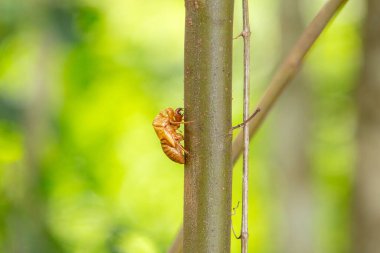 Terk edilmiş ağustos böceği kabuğu. Chitinous coskeleton of cicada. Exuvia bir ağaç dalına bağlı.