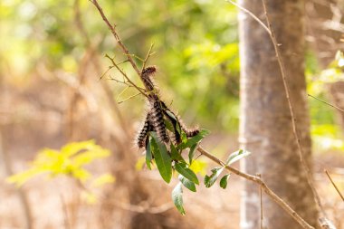  Ağaç dalından sarkan kıllı tırtıllar yapraklarla besleniyor..