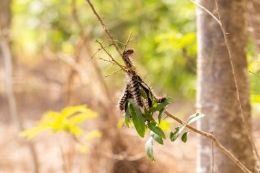  Ağaç dalından sarkan kıllı tırtıllar yapraklarla besleniyor..