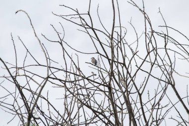 Ağaçların dallarından birinin üzerinde küçük yalnız bir kuş olan kuru dalları. Arka planda gökyüzü.