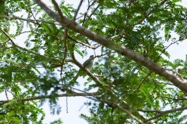 Yapraklı bir ağacın dalına tünemiş bir kuş..