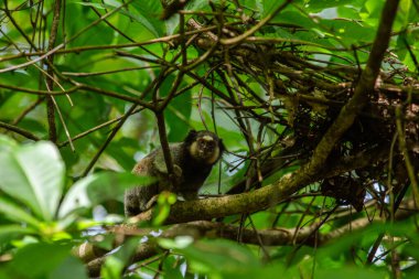  Ormandaki yapraklı bir ağacın dalına tünemiş bir marmoset..