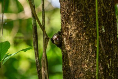 Ormandaki yapraklı bir ağacın gövdesine tünemiş bir marmoset yüzü..