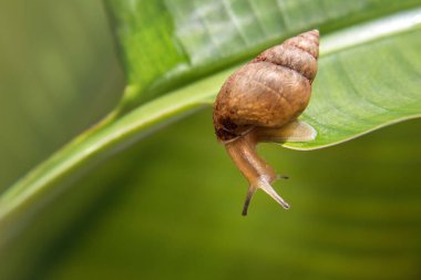 Küçük bir salyangoz, parlak yeşil bir yaprak üzerinde yürüyor, bulanık bir arka planı var..
