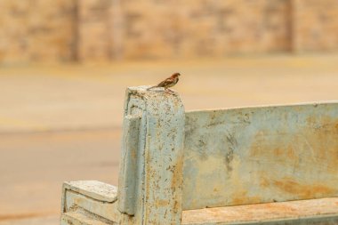 Beton bir bankta tünemiş bir kuş..