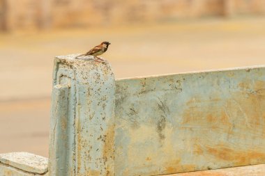 Beton bir bankta tünemiş bir kuş..