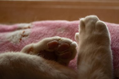 Yumuşak, yumuşacık bir battaniyenin üzerinde uyuyan bir kedinin pençelerini kapat..