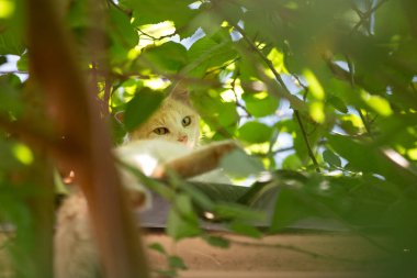 Evin çatısında dinlenen sarı bir kedi, yapraklı bir ağacın yaprakları arasında görülmüş..