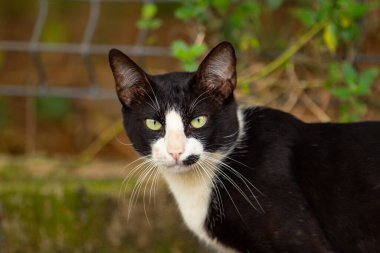 Close up of a cute, homeless black and white kitten with a blurred background. clipart