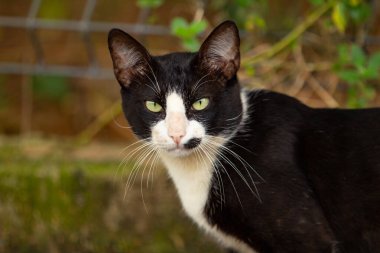 Bulanık bir geçmişi olan, sevimli, evsiz, siyah beyaz bir kedi yavrusuna yaklaş..