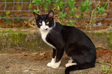 Siyah beyaz, sevimli, evsiz bir kedi..