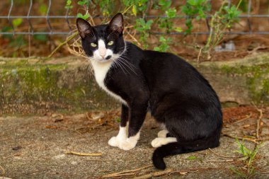 Siyah beyaz, sevimli, evsiz bir kedi..