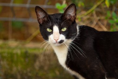 Bulanık bir geçmişi olan, sevimli, evsiz, siyah beyaz bir kedi yavrusuna yaklaş..