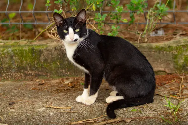 Siyah beyaz, sevimli, evsiz bir kedi..