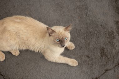 Güzel bir kedi, krem rengi tüylü, koyu kulaklı ve ağızlıklı. Kaldırımda yatıyordu. Sahipsiz kedi.