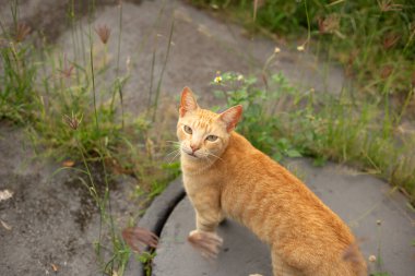 Kaldırımda kızıl bir kedi, yukarı bakıyor, etrafta yabani otlar var..