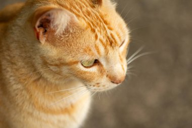 Kızıl bir kedinin yüzüne yakın, geçmişi bulanık..