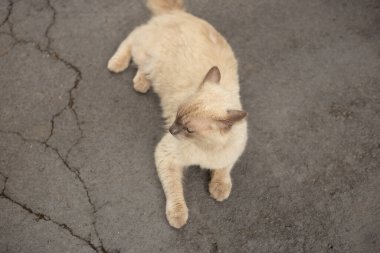 Güzel bir kedi, krem rengi tüylü, koyu kulaklı ve ağızlıklı. Kaldırımda yatıyordu. Sahipsiz kedi.