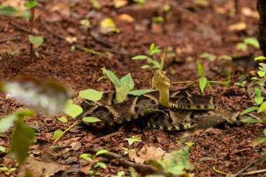 Yere sarılmış bir yılan, kamufle olmuş, başı yukarıda, saldırmaya hazır. jararaca caiaca. bothrops moojeni.