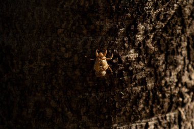 Ağustosböceğinin ayrıntıları bir ağaç gövdesine çivilenmiş. Terk edilmiş ağustos böceği kabuğu. Ağustosböceğinin Chitinous dış iskeleti.
