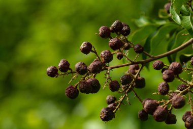 Beyaz Camboat 'un meyvelerinin ayrıntıları - Matayba guianensis, Goiano cerrado' da çok yaygındır..