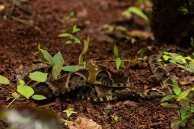 Yere sarılmış bir yılan, kamufle olmuş, başı yukarıda, saldırmaya hazır. jararaca caiaca. bothrops moojeni.