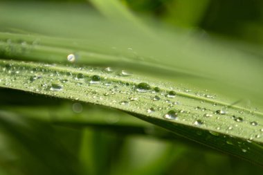 Bazı çimen yaprakları yağmur damlalarıyla ıslanmış, kısıtlı odaklı.