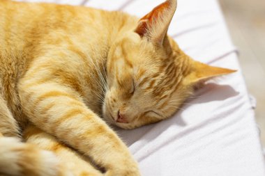 Kızıl bir kedinin yanına uzan, kabarık bir yatakta uyu..