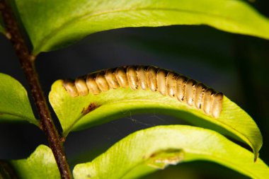 Sıraya dizilmiş böcek yumurtaları olan yaprakların ayrıntıları. Karanlık bir geçmişi var. Sınırlı odak.