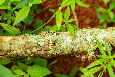 Dal yosun ve liken lekeli, ormanın ortasında yerde yatıyor, etrafında bazı otlar var..