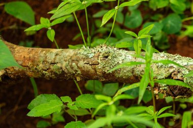  Dal yosun ve liken lekeli, ormanın ortasında yerde yatıyor, etrafında bazı otlar var..