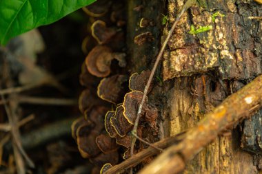 Ağaç gövdesinin ayrıntıları. Halk arasında 