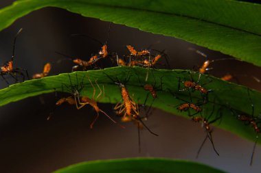 Group of Coreid Stink Bug Nymphs on a leaf with a dark background. clipart