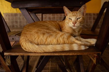 Kızıl bir kedi, evin verandasında, ahşap bir sandalyeye uzanmış dinleniyor..
