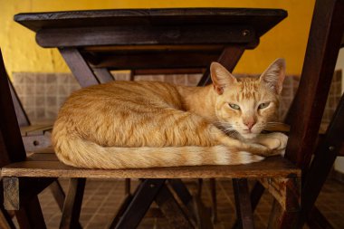Kızıl bir kedi, evin verandasında, ahşap bir sandalyeye uzanmış dinleniyor..