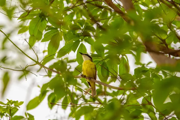 Böğürtlen ağacının dalına tünemiş bir kuş. Pitangus sülfür.
