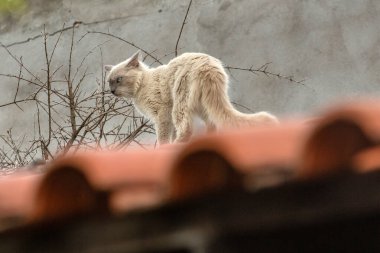Kalın kürklü, güzel, sahipsiz bir kedi, bir evin çatısında yürüyor..