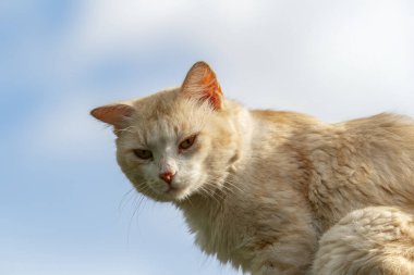 Sarı bir kediye yaklaş, arka planda mavi bir gökyüzü olan bir evin duvarında oturup dinleniyor..