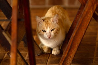 Tahta masa ve sandalyeler arasında çekilen sarı bir kedi..