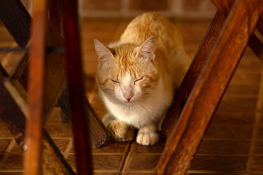 Tahta masa ve sandalyeler arasında çekilen sarı bir kedi..