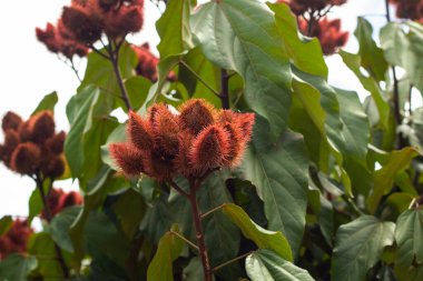 Detail of an annatto tree, a typical tree from Goias. (Bixa orellana) clipart