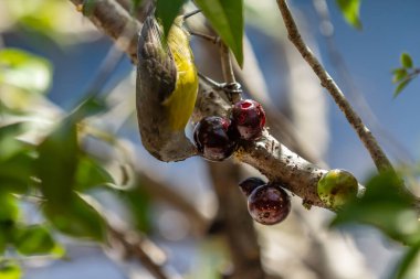 A bird perched on a tree branch, eating jabuticaba, a fruit typical of the Goiano savannah. (Plinia cauliflora) (Pitangus sulphuratus) clipart